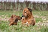 RODESIAN RIDGEBACK 076